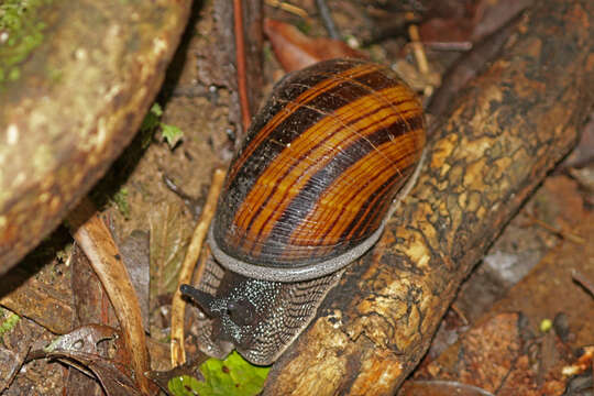 Imagem de Achatina fulica