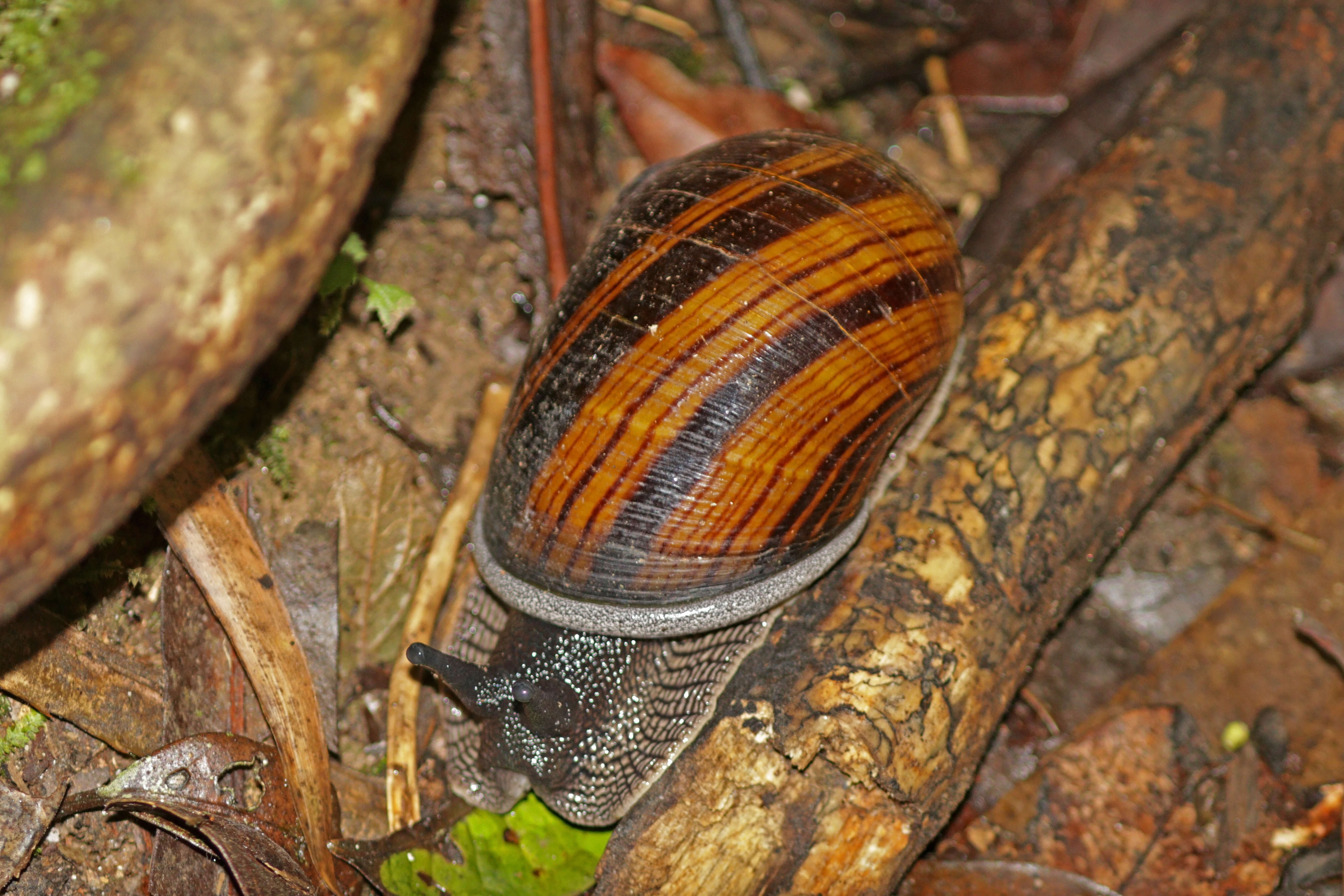 Image of Achatina fulica