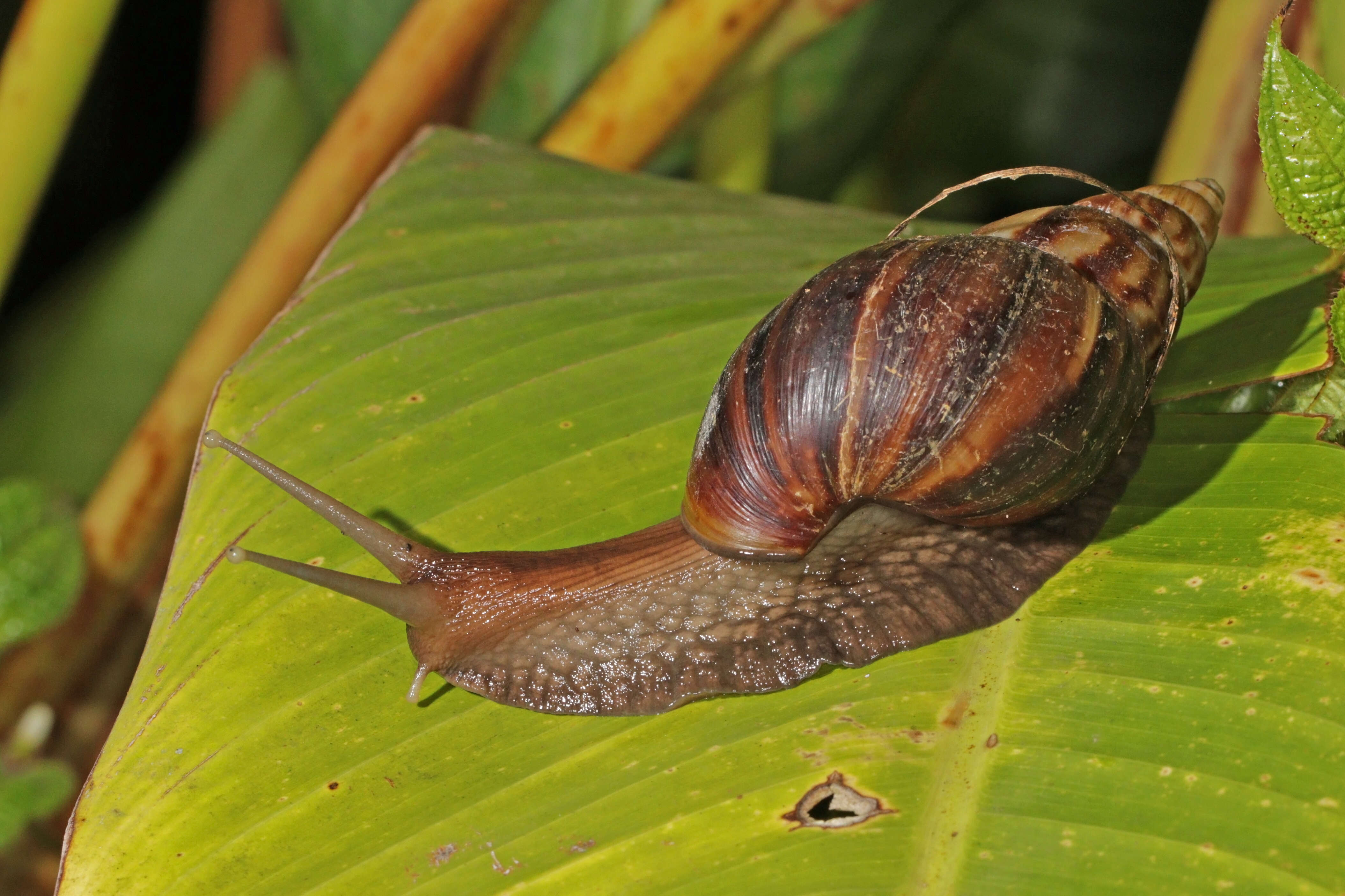 Image of Achatina fulica