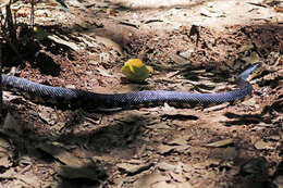 Image of Malagasy hognose snake