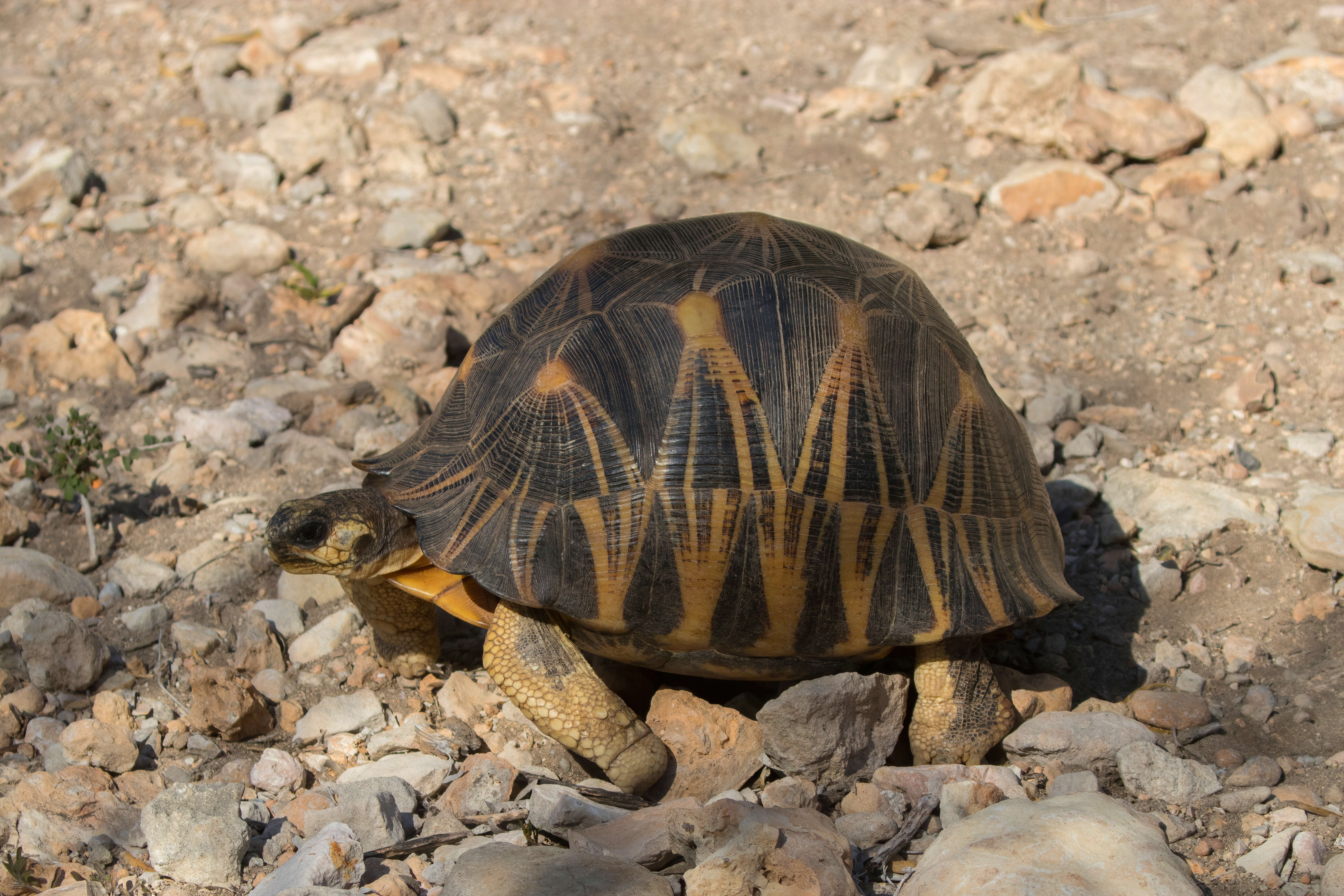 Image of Radiated Tortoise