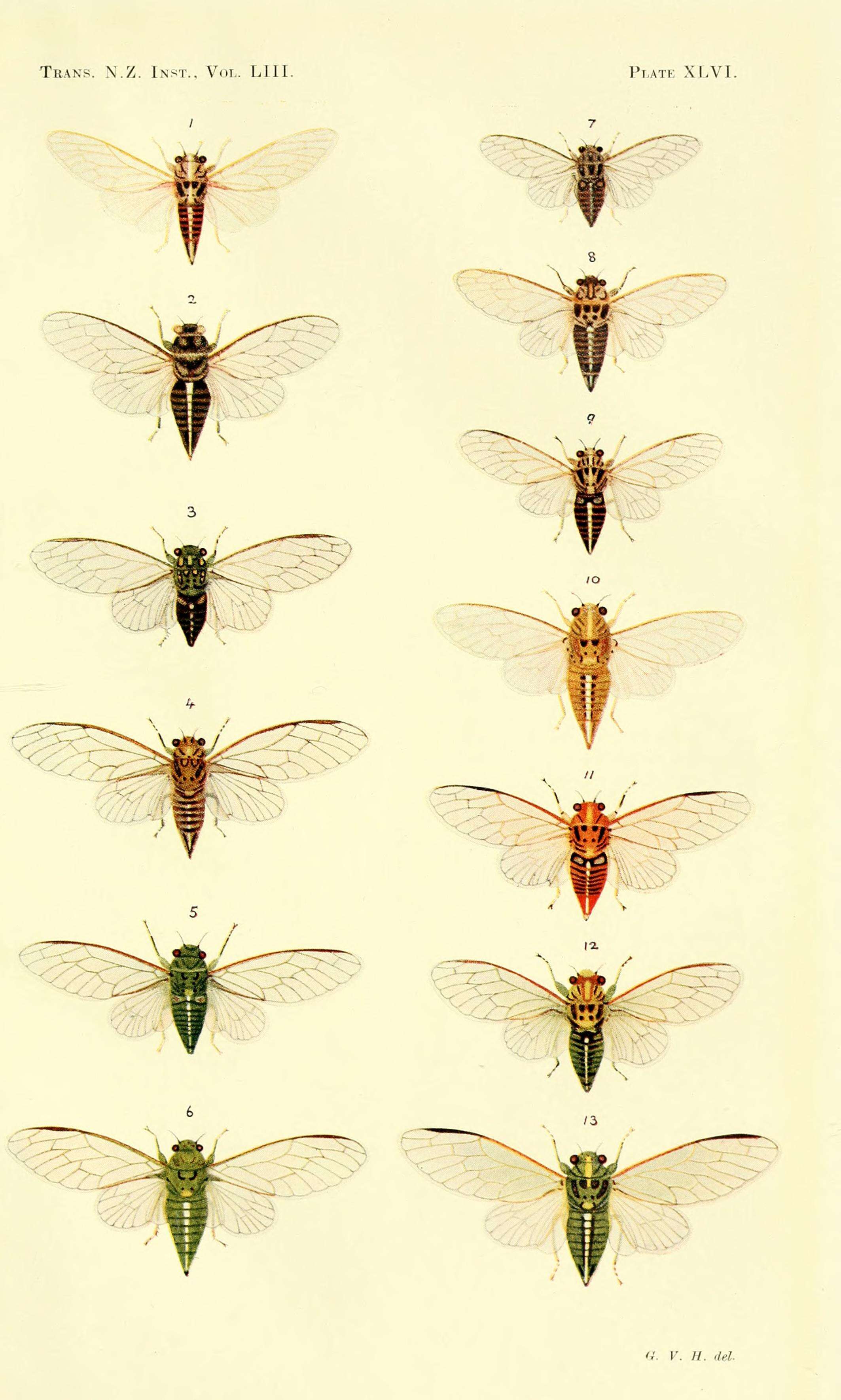 Image of variable cicada