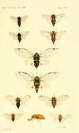 Image of chirping cicada