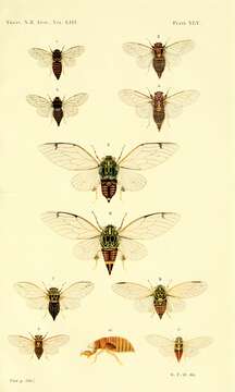 Image of chirping cicada