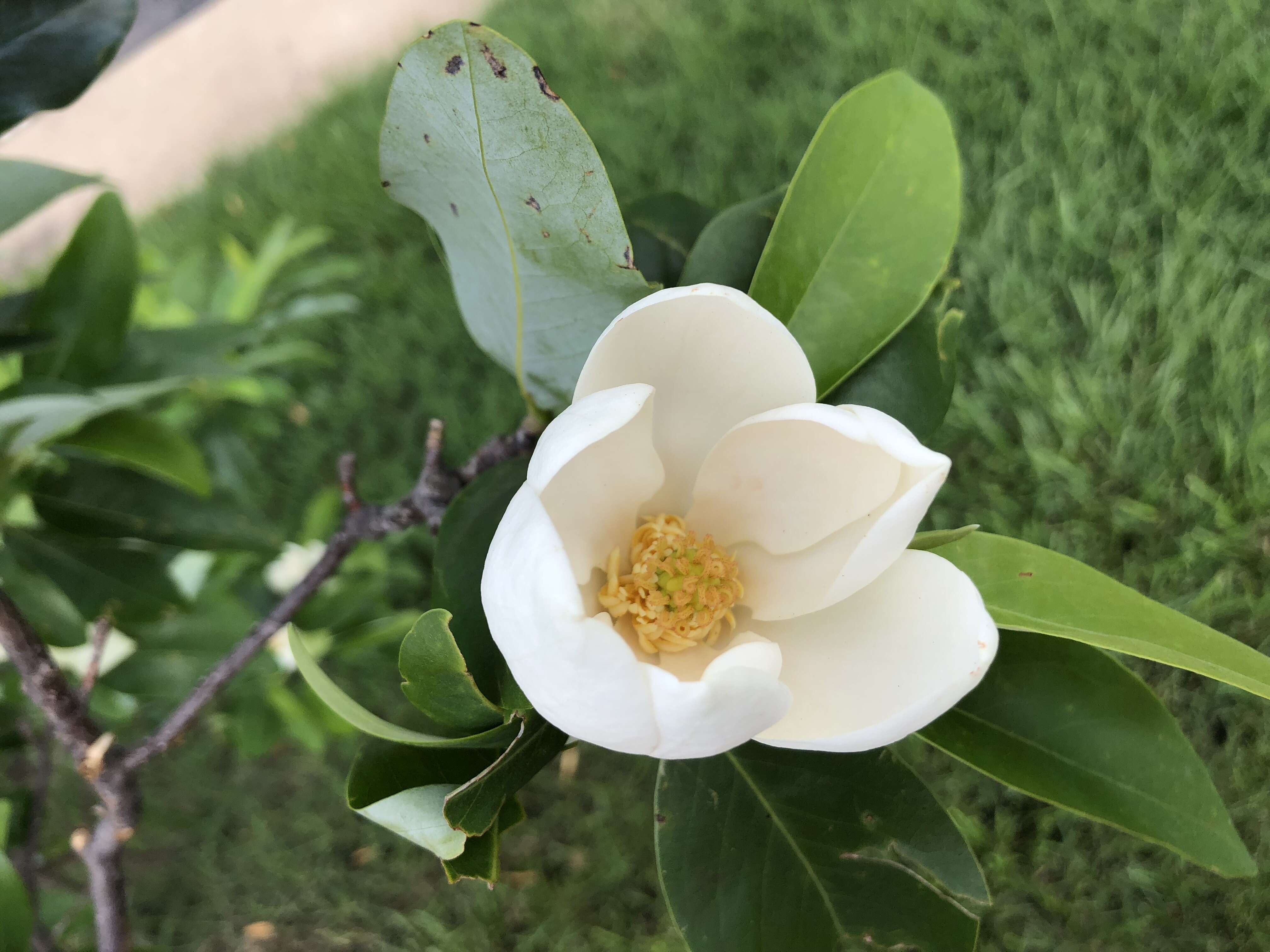 Sivun Magnolia virginiana L. kuva