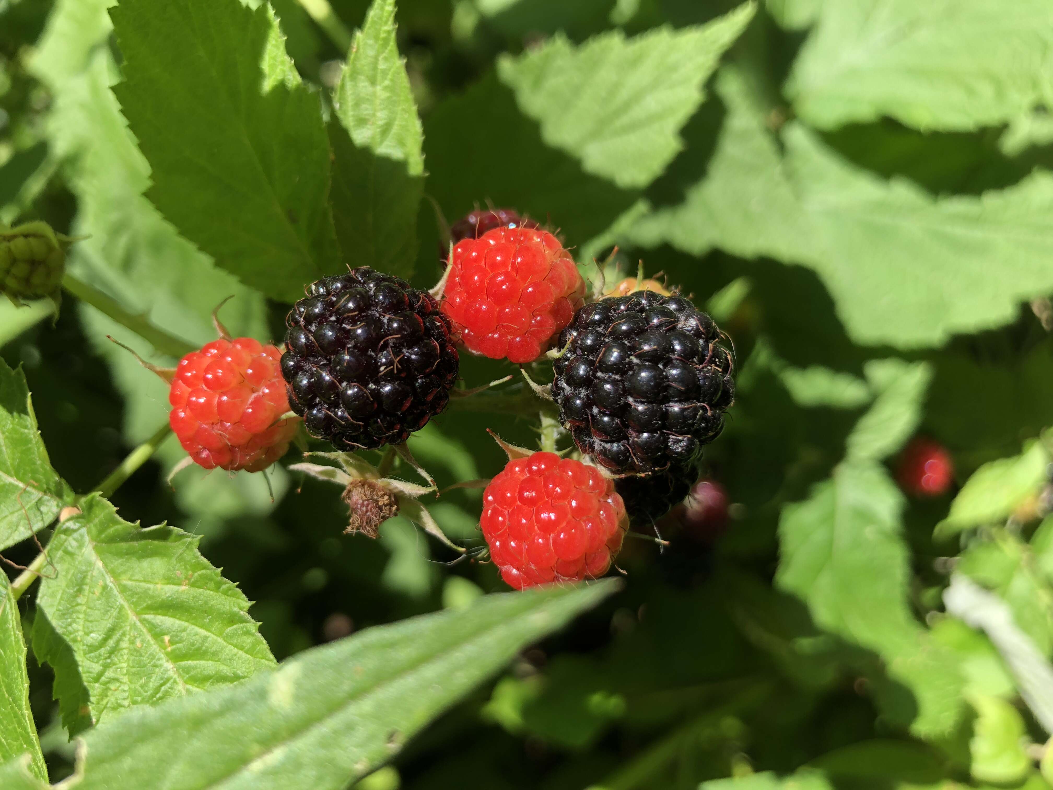 Image of black raspberry