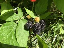 Image of black raspberry