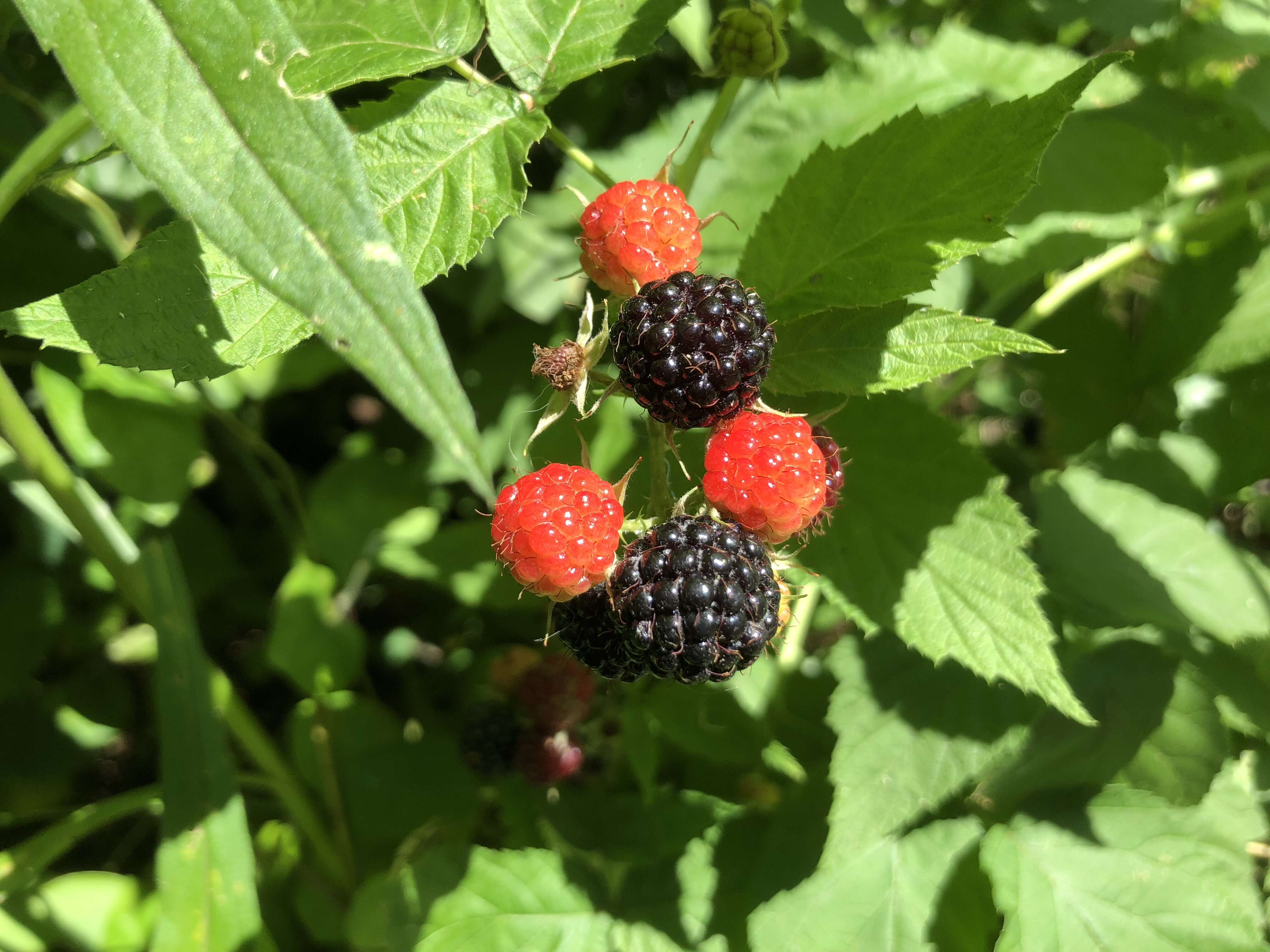 Image of black raspberry