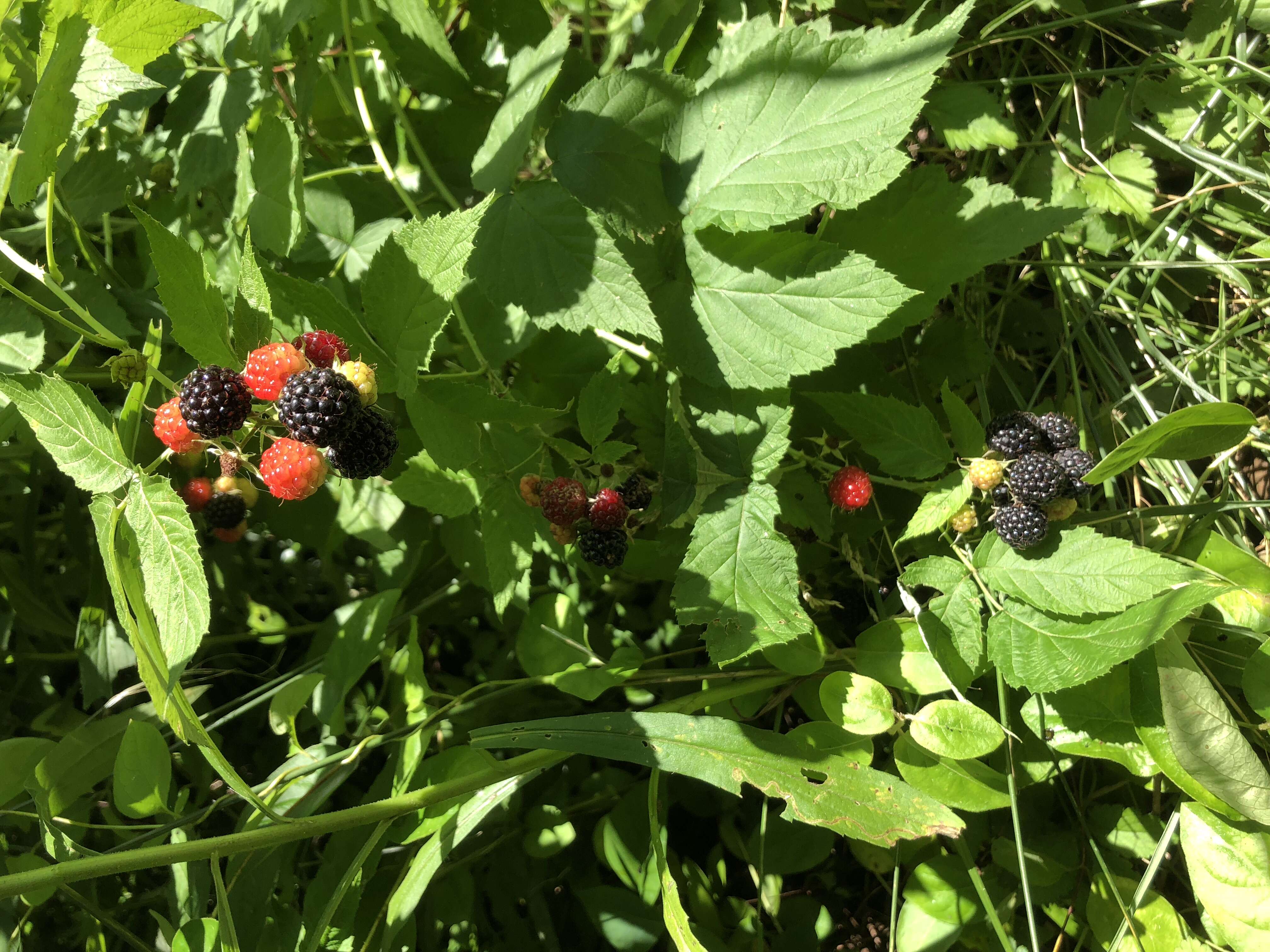 Image of black raspberry
