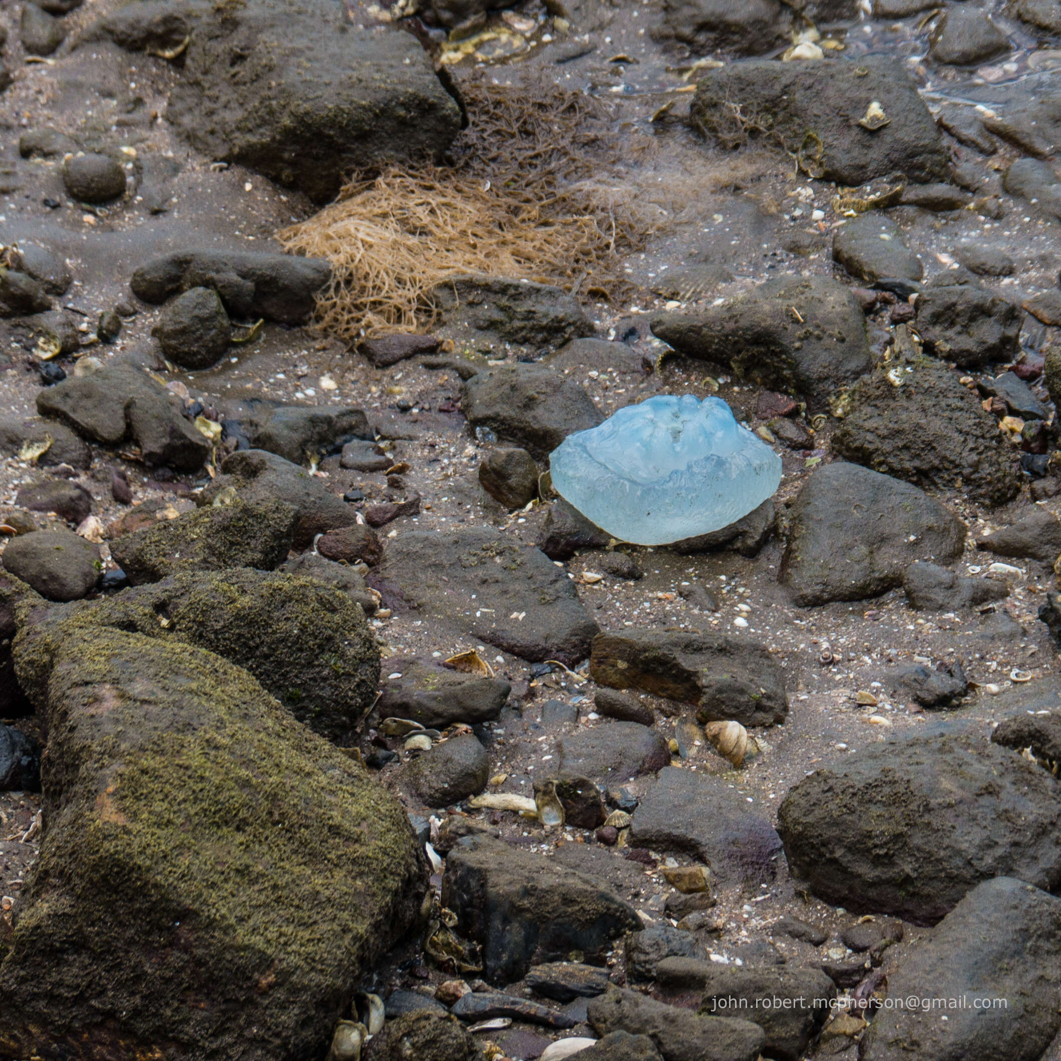 Image of Jelly Blubber