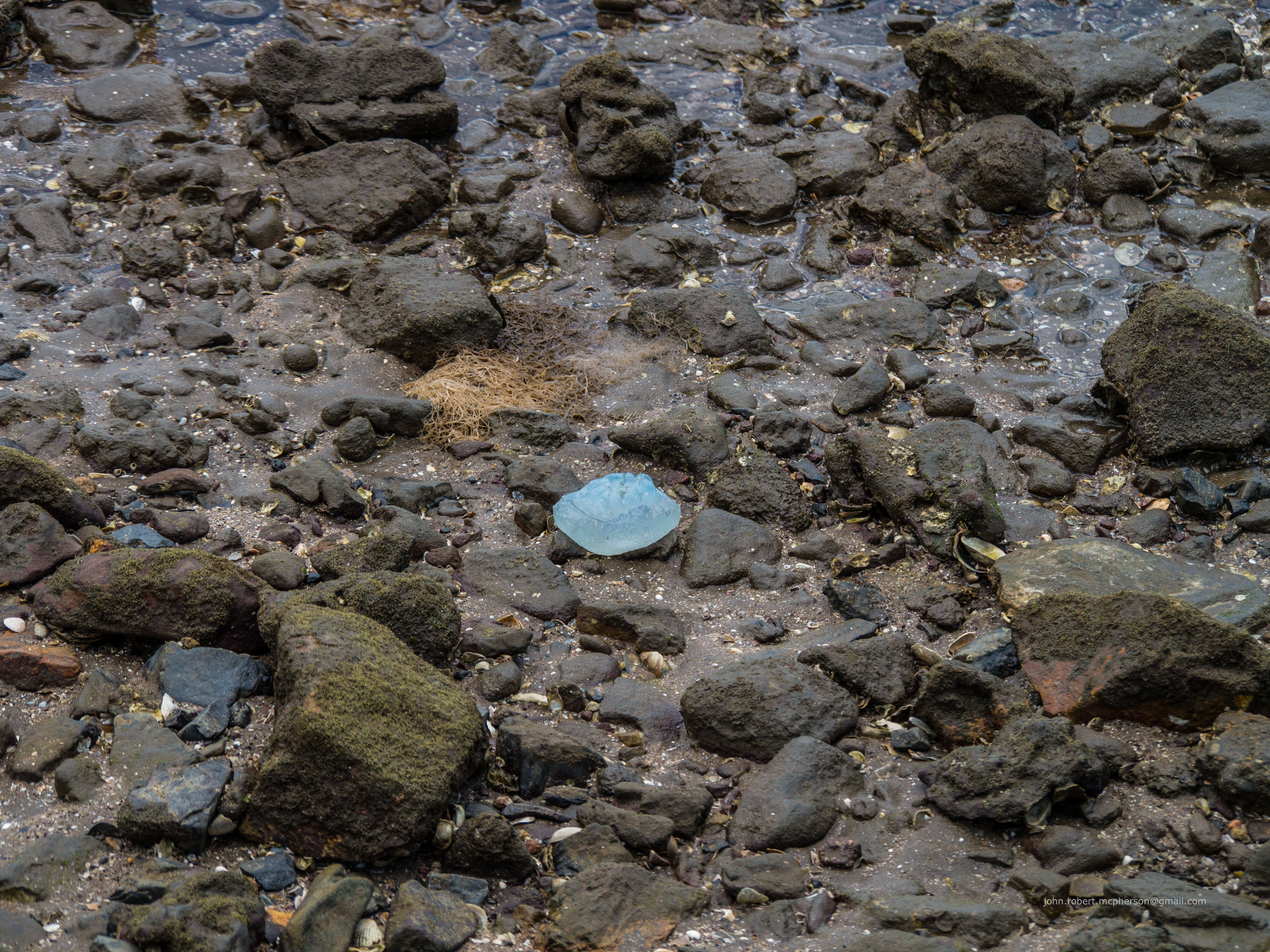 Image of Jelly Blubber