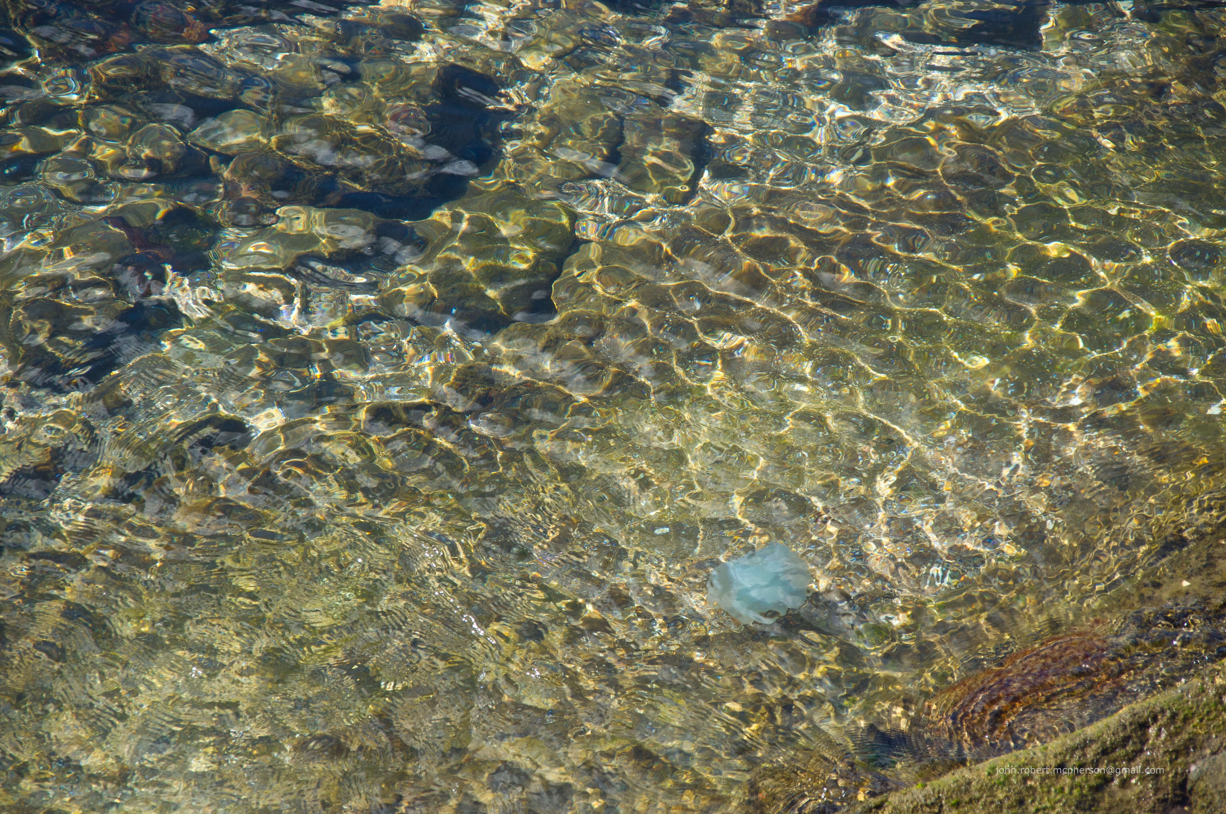 Image of Jelly Blubber