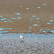 Image of Jelly Blubber