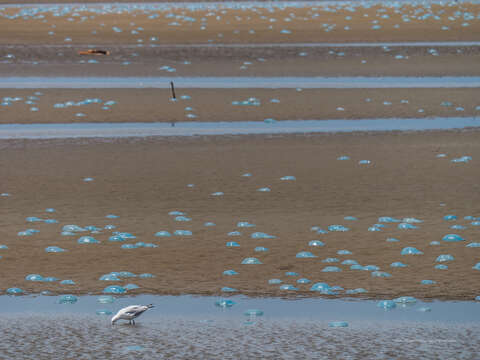 Image of Jelly Blubber