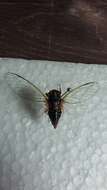 Image of blood redtail cicada