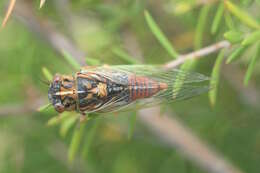 Image of blood redtail cicada