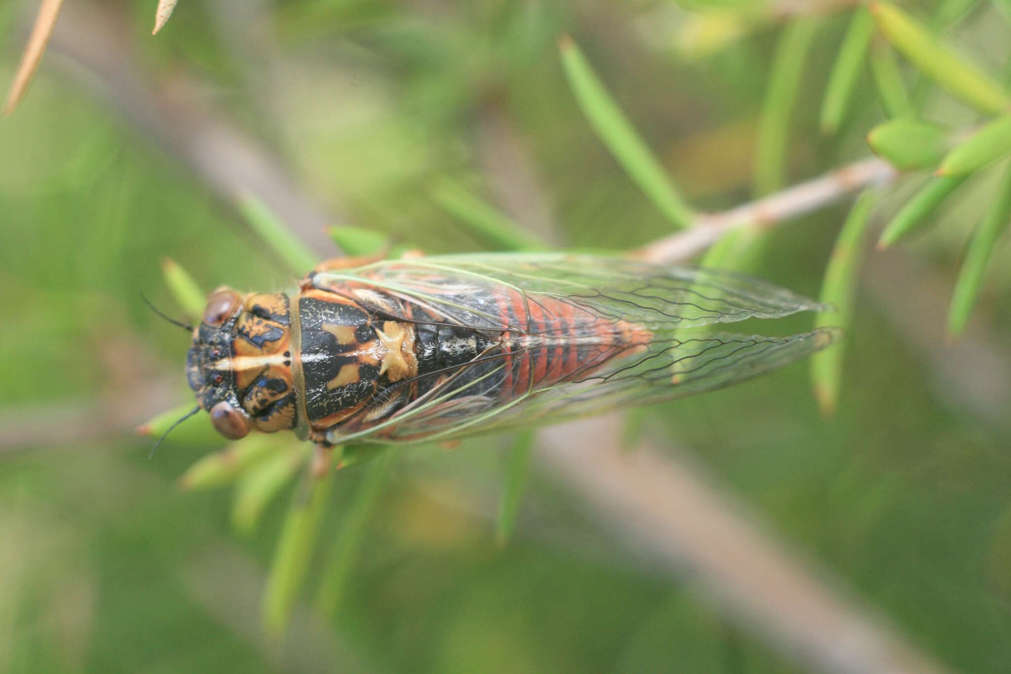 Image of blood redtail cicada