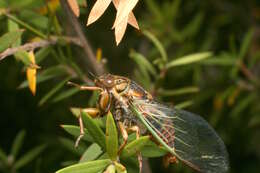 Image of blood redtail cicada