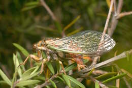 Image of blood redtail cicada