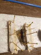 Image of sand dune cicada