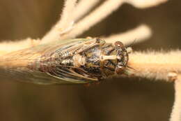 Image of little redtail cicada