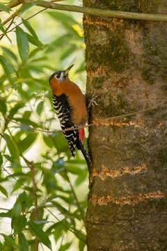 Image of Rufous-bellied Woodpecker