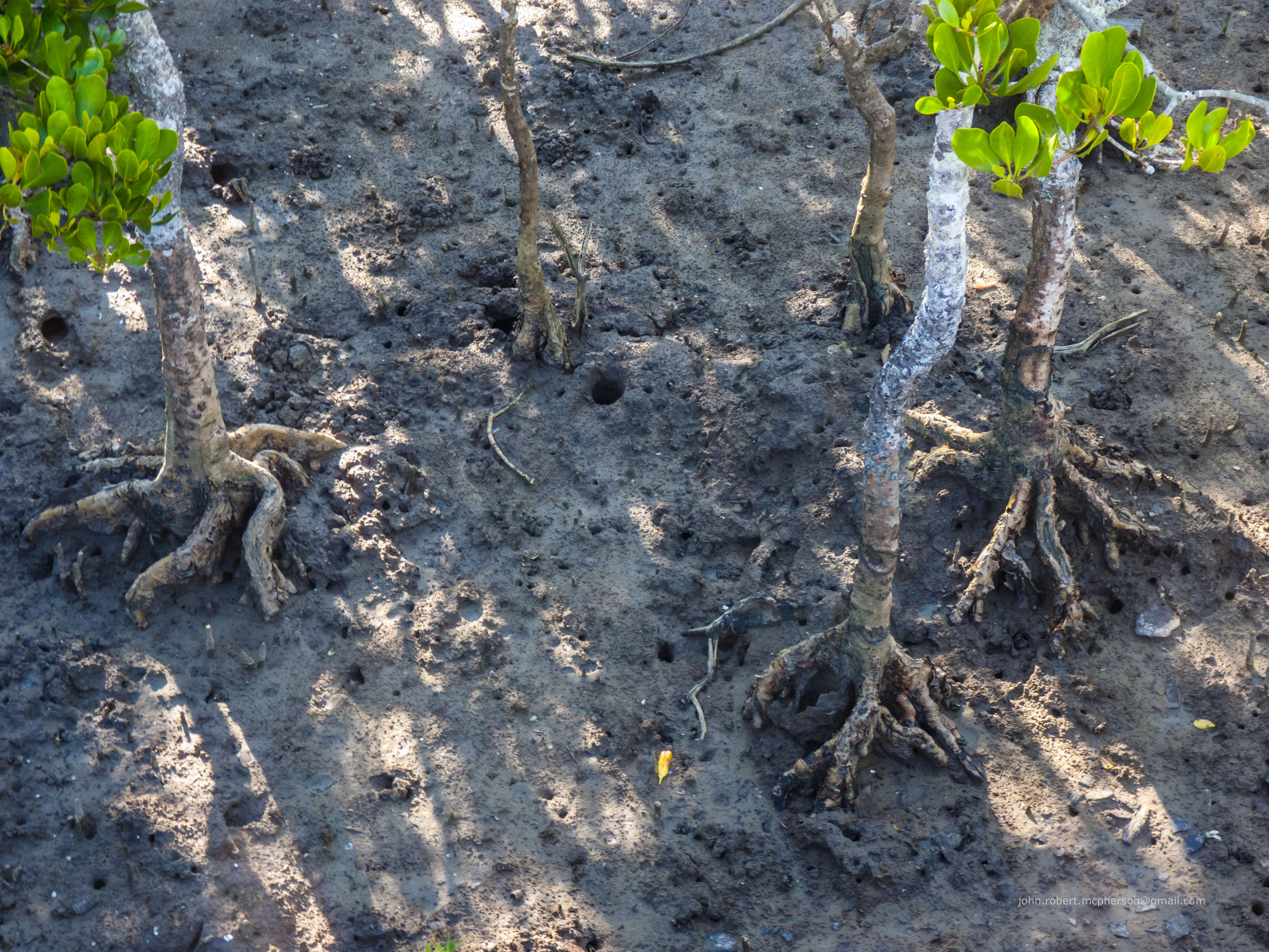 Image of yellow mangroves