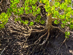 Image of yellow mangroves