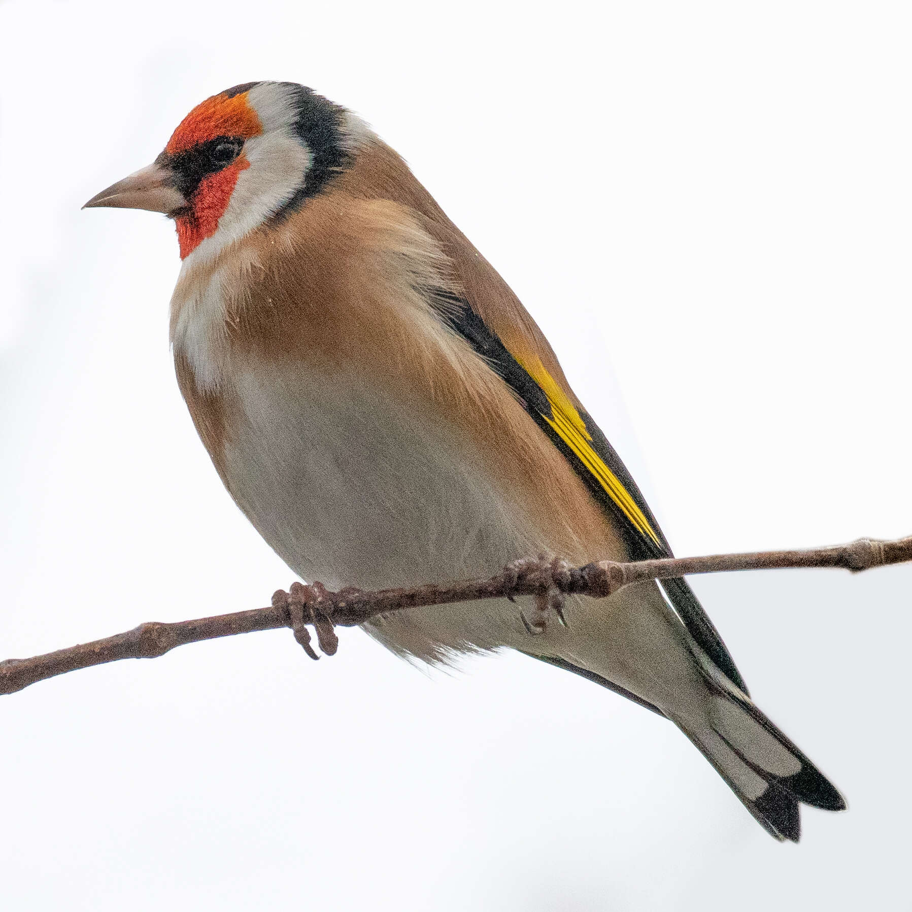 Image of European Goldfinch