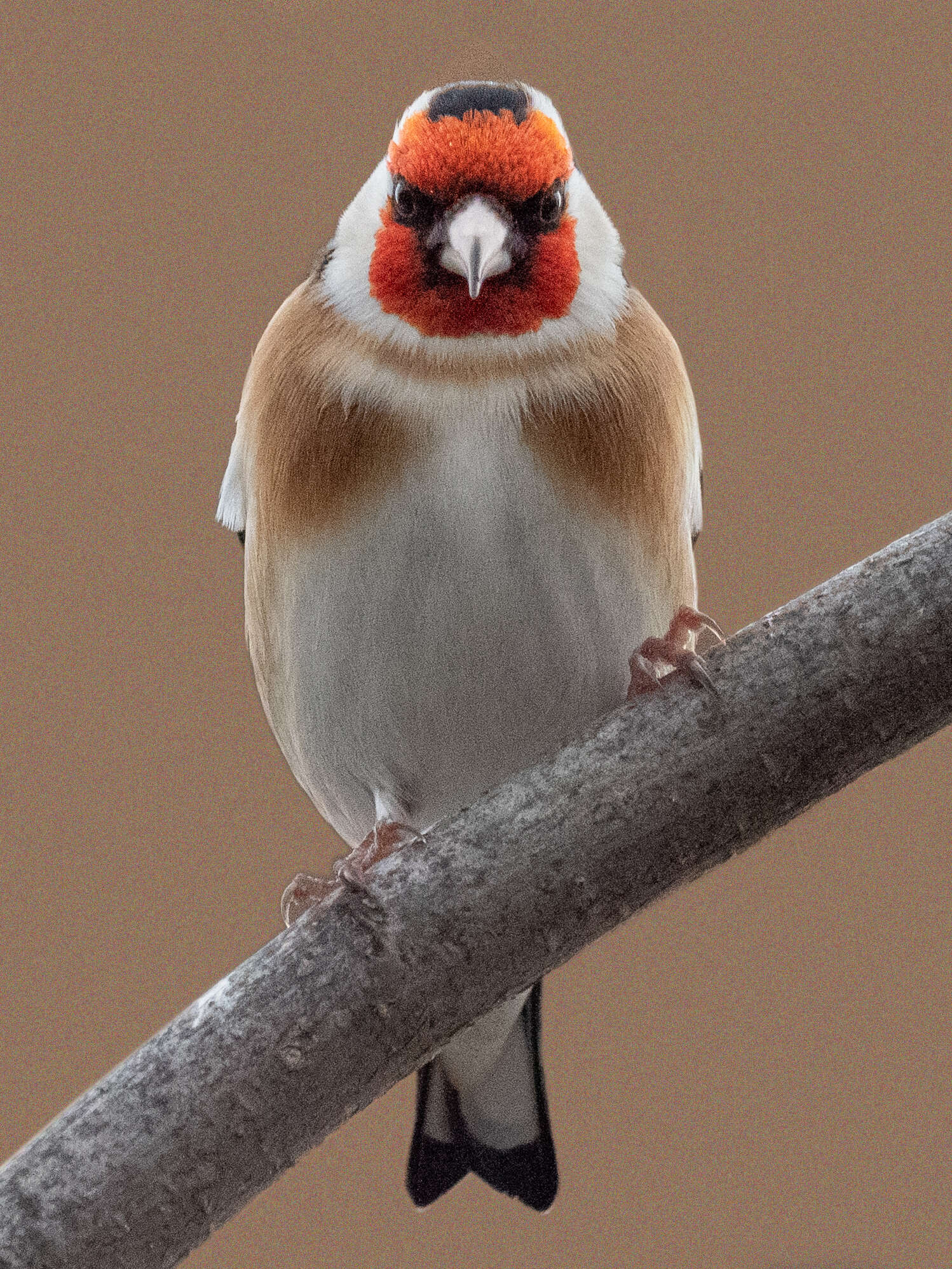 Image of European Goldfinch