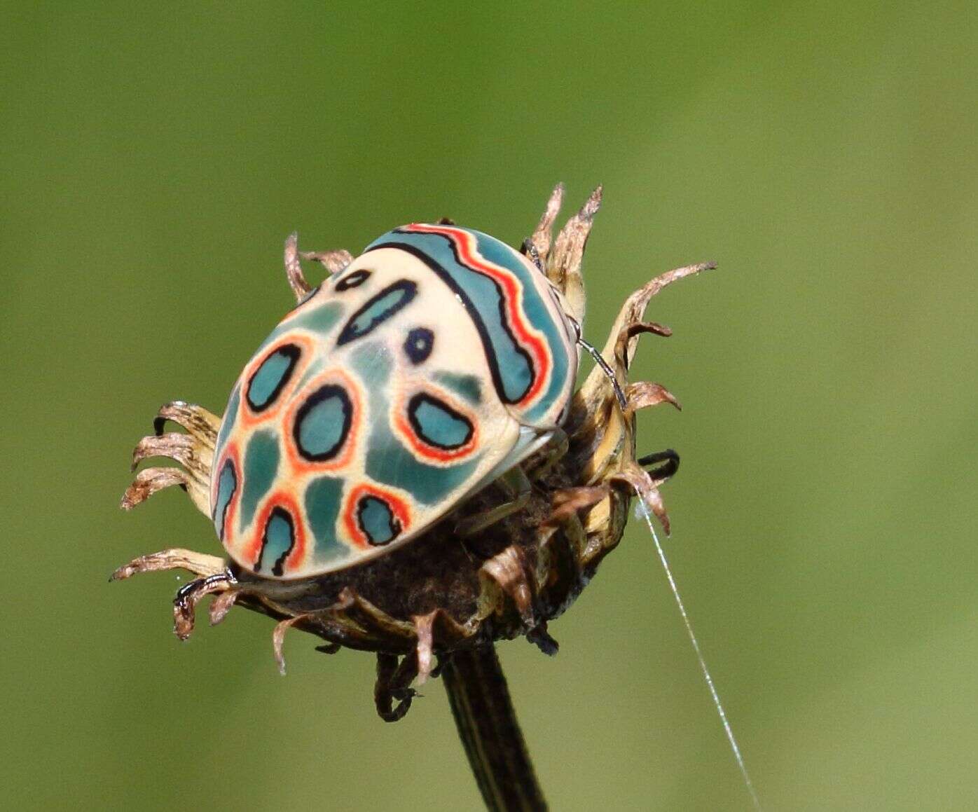 Image of Sphaerocoris annulus