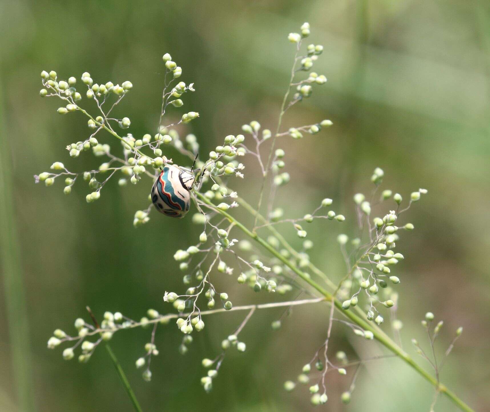 Image of Sphaerocoris annulus