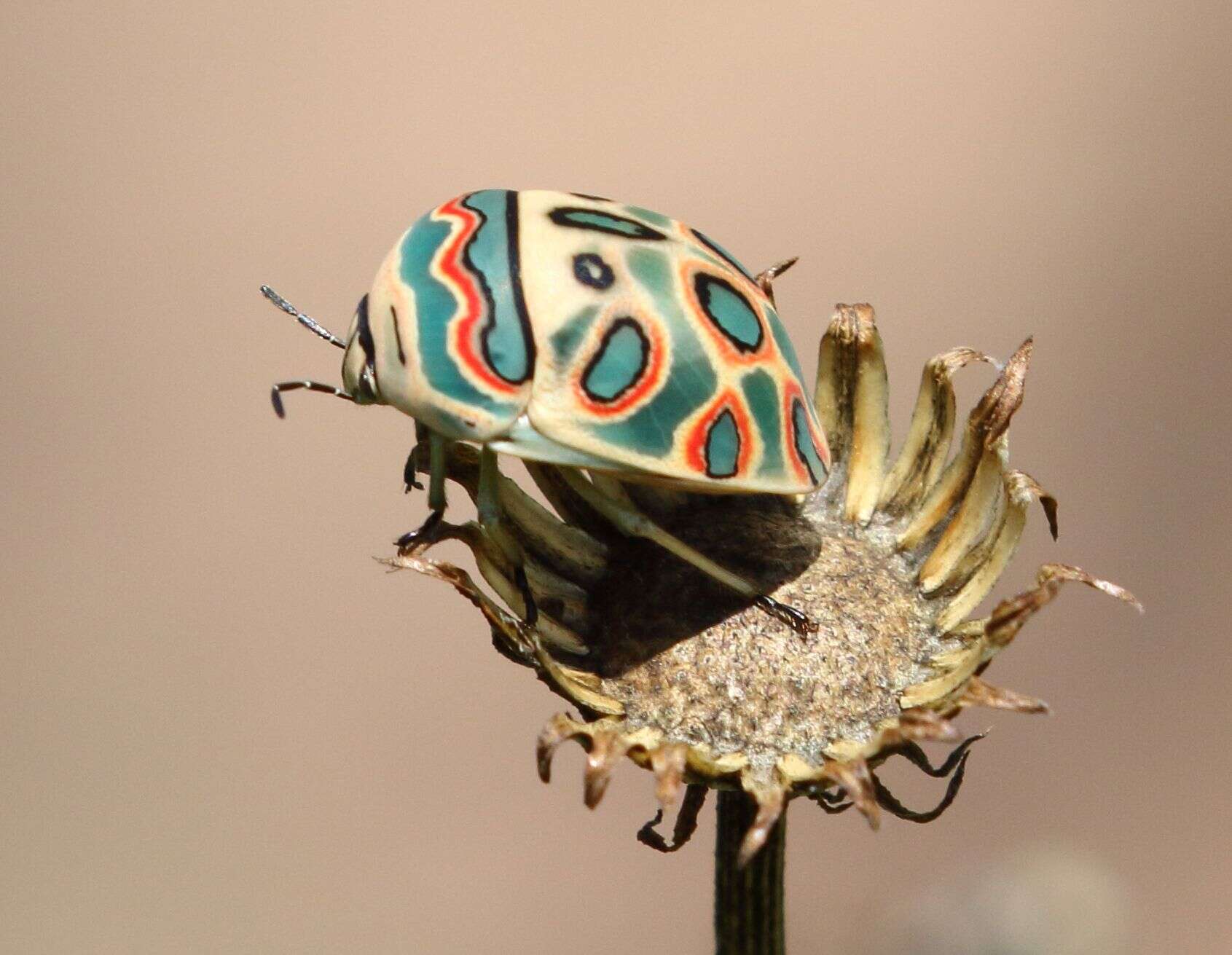 Image of Sphaerocoris annulus