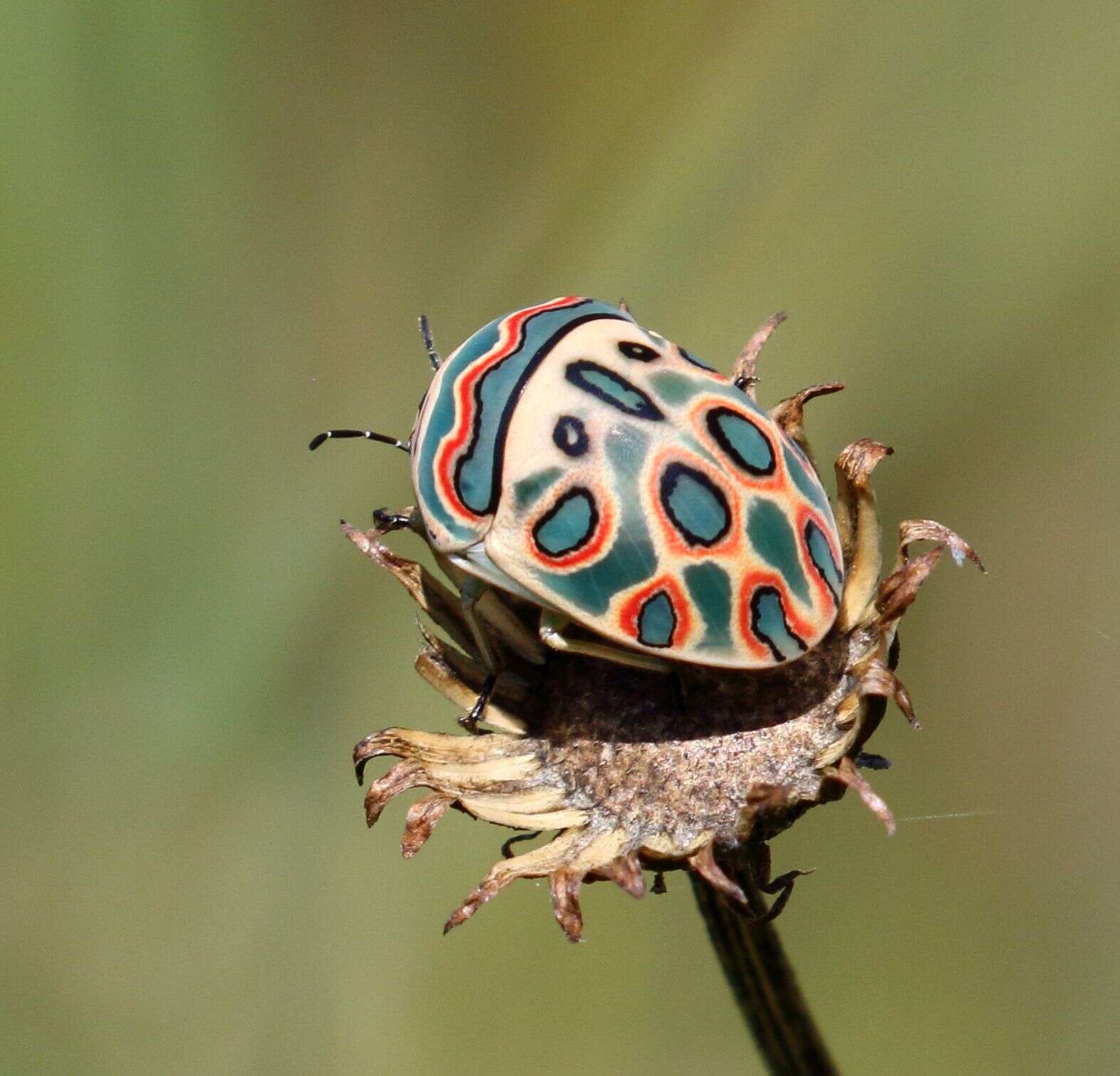 Image of Sphaerocoris annulus