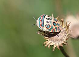 Image of Sphaerocoris annulus