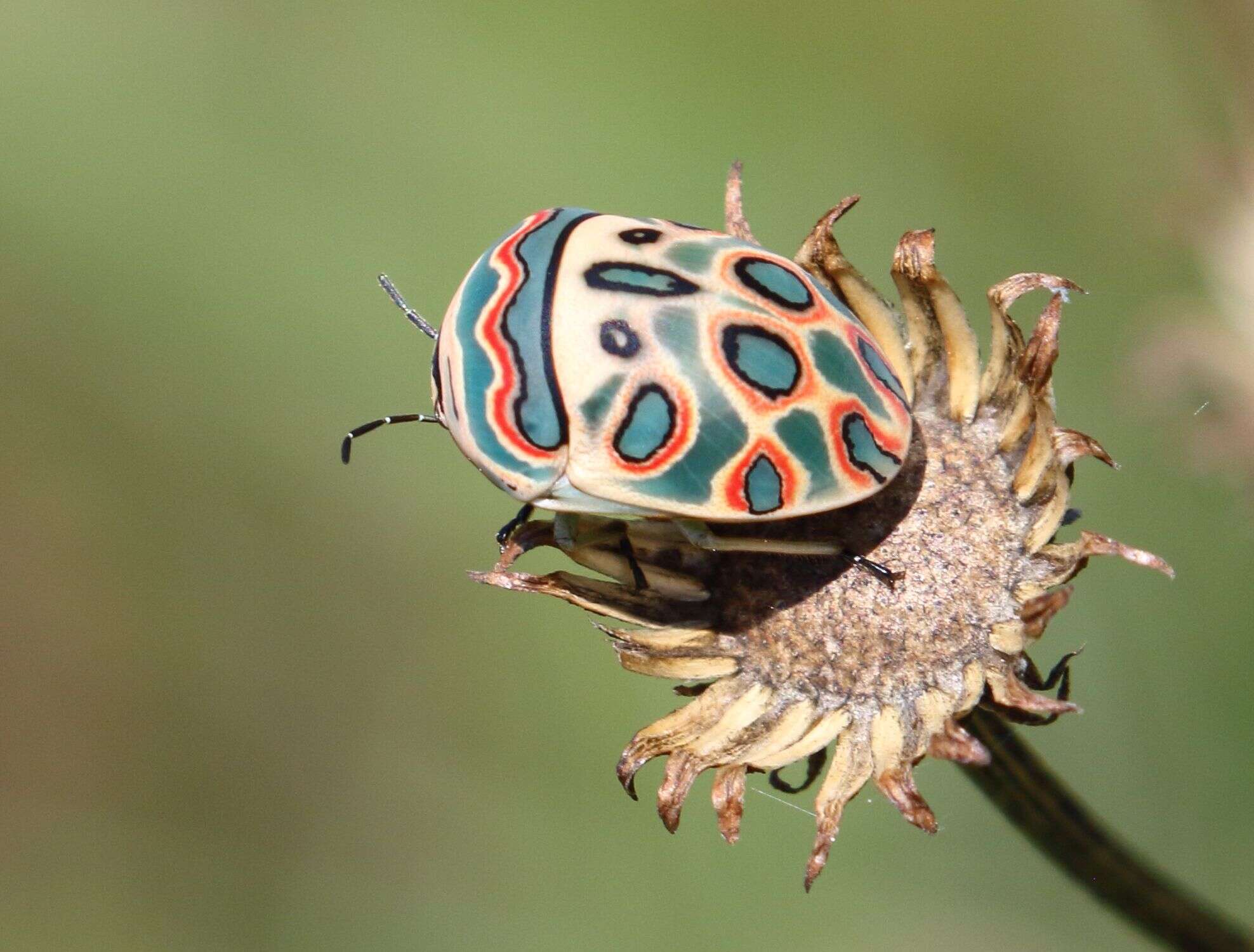 Image of Sphaerocoris annulus