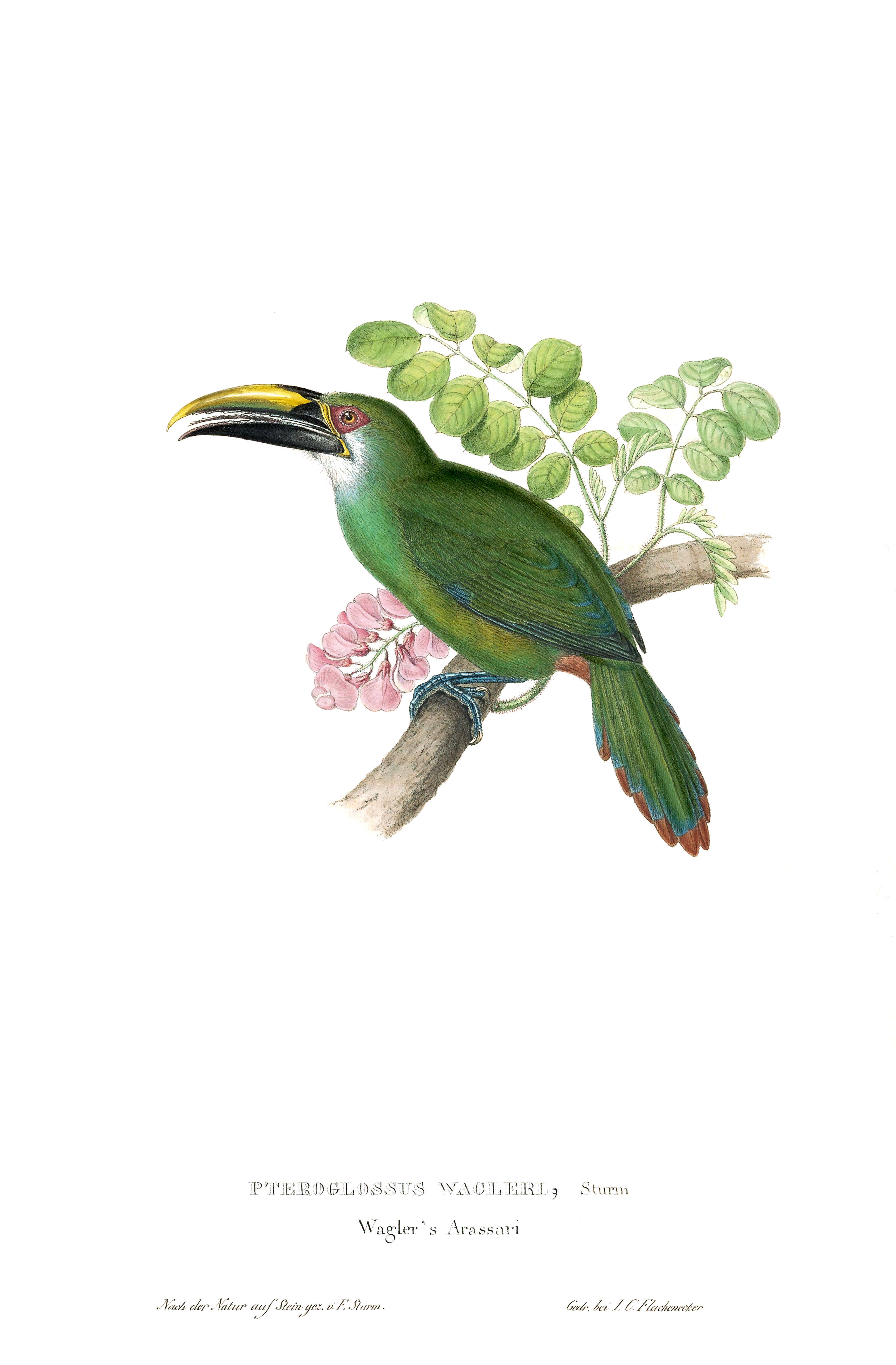 Image of Wagler's Toucanet