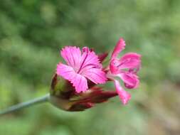 Image of carthusian pink