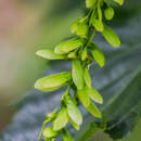 Image of Acer caudatifolium