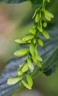 Image of Acer caudatifolium