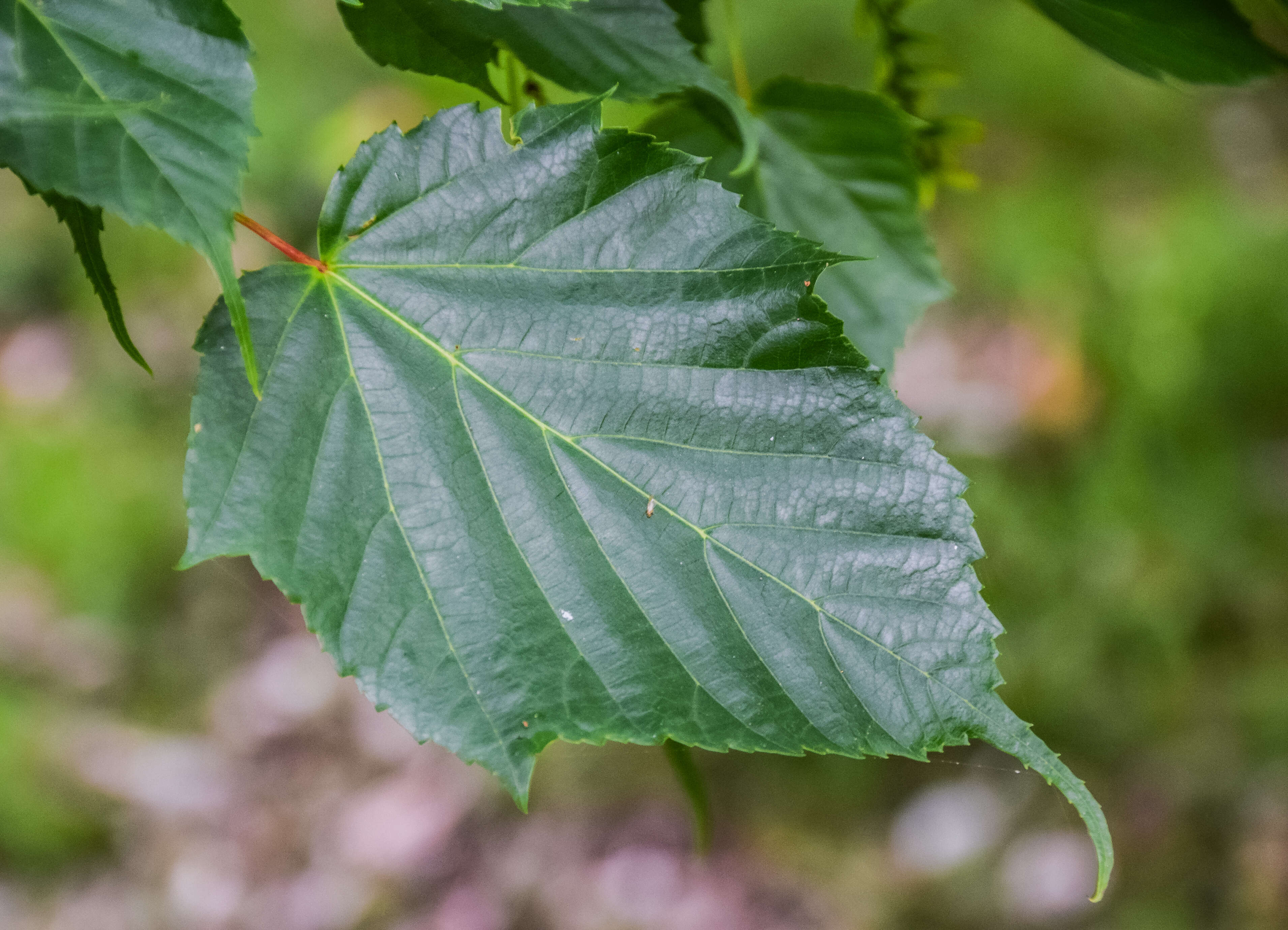 Image of Acer caudatifolium