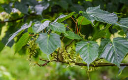 Image of Acer caudatifolium