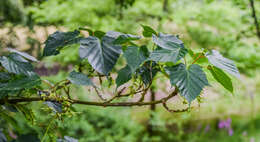 Image of Acer caudatifolium