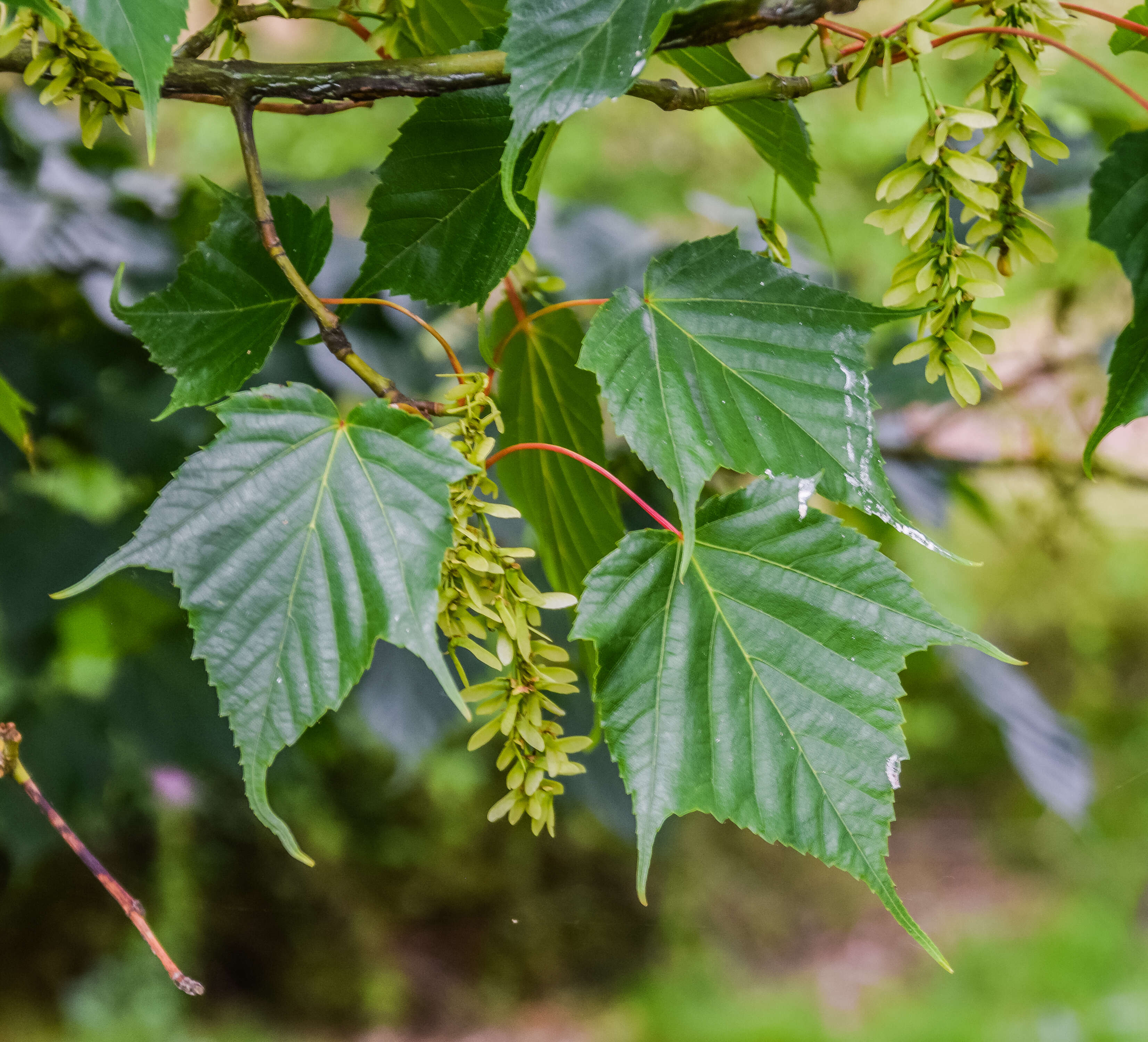 Image of Acer caudatifolium