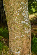 Image of Acer caudatifolium