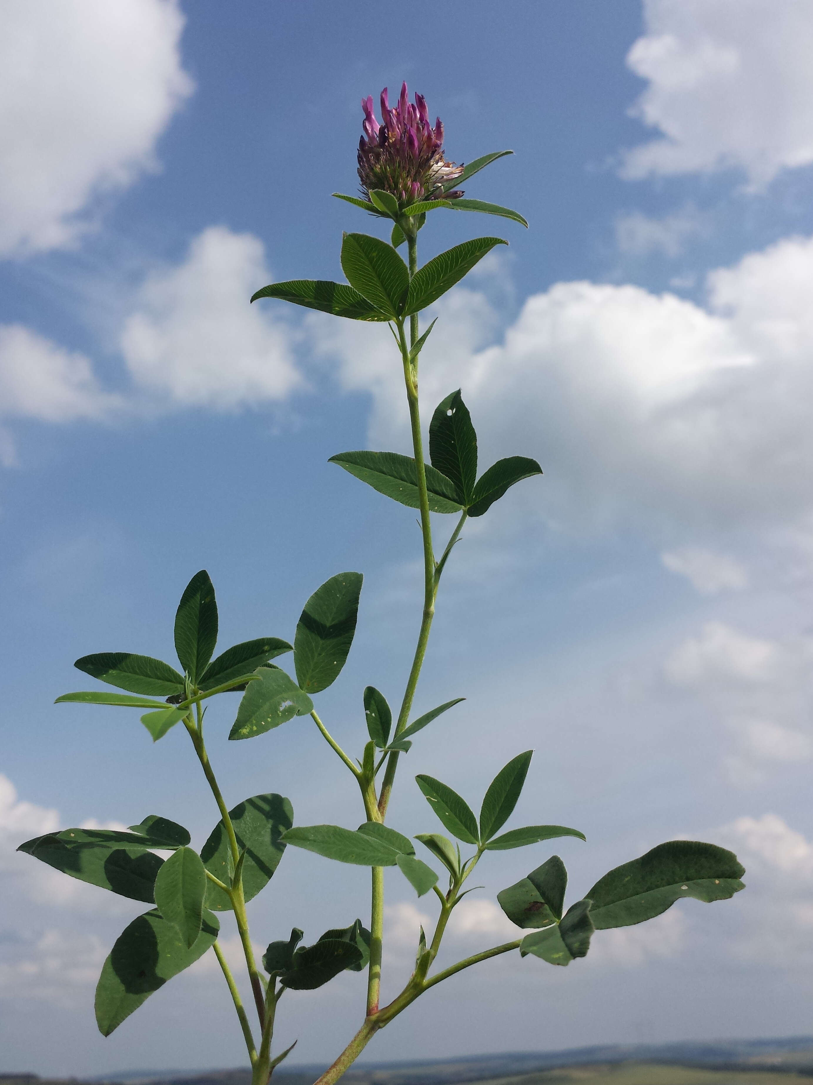 Imagem de Trifolium medium L.