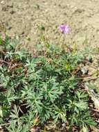 Imagem de Geranium columbinum L.