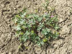 Imagem de Geranium columbinum L.