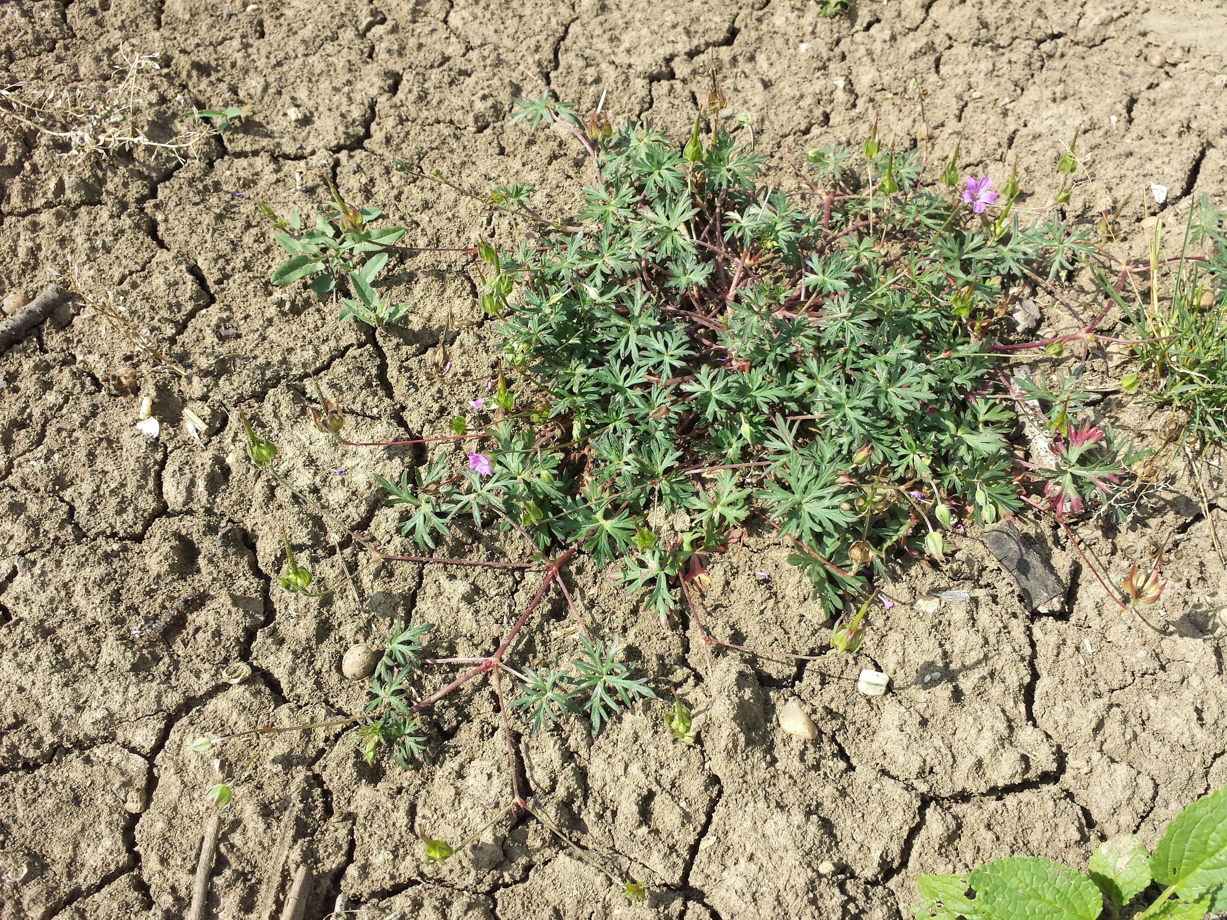 Imagem de Geranium columbinum L.