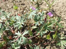 Imagem de Geranium columbinum L.